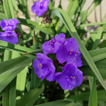 Konukevi Orgona Vendeghaz Murakeresztur