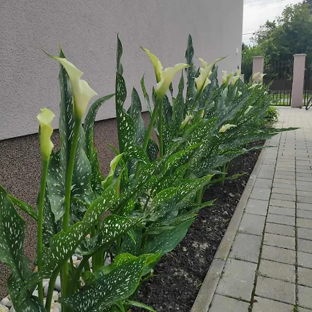 Orgona Vendeghaz Murakeresztur